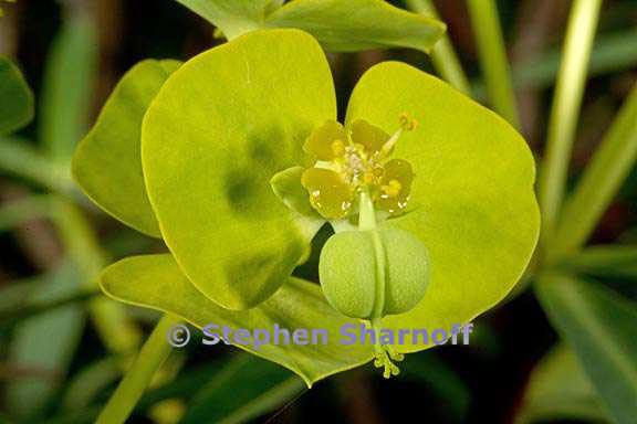 euphorbia dendroides 4 graphic